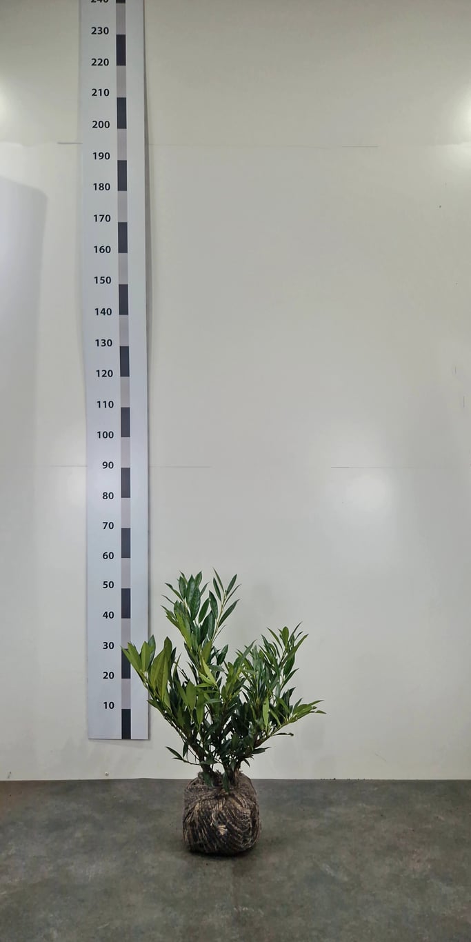 Prunus l. 'Otto Luyken' - 40-50 CM RB